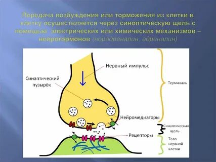 Синапс механизм передачи