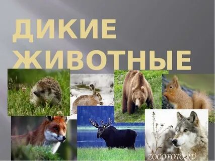 Презентация дикие