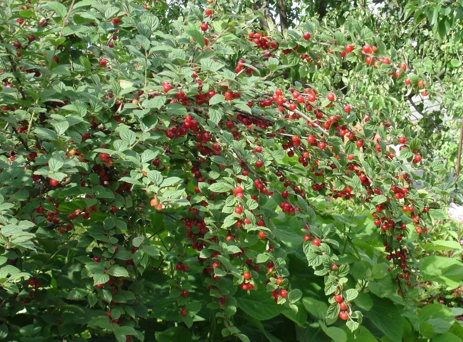 Плодовые кусты