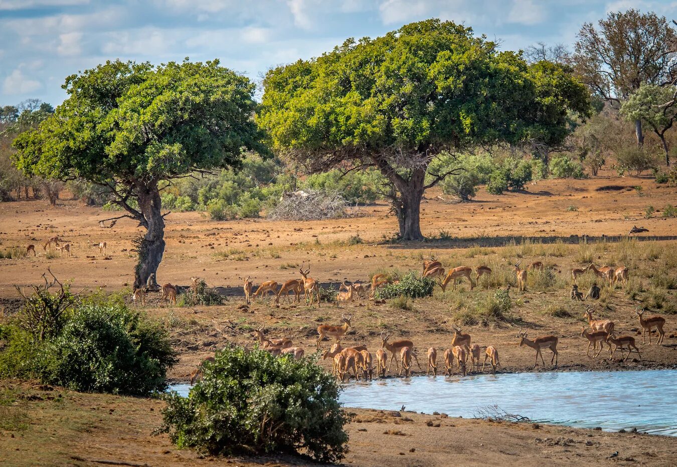 See africa. Крюгер парк ЮАР. Национальный парк Крюгер (Kruger National Park). Парк Крюгера в Африке. Национальный парк Крюгер ЮАР климат.