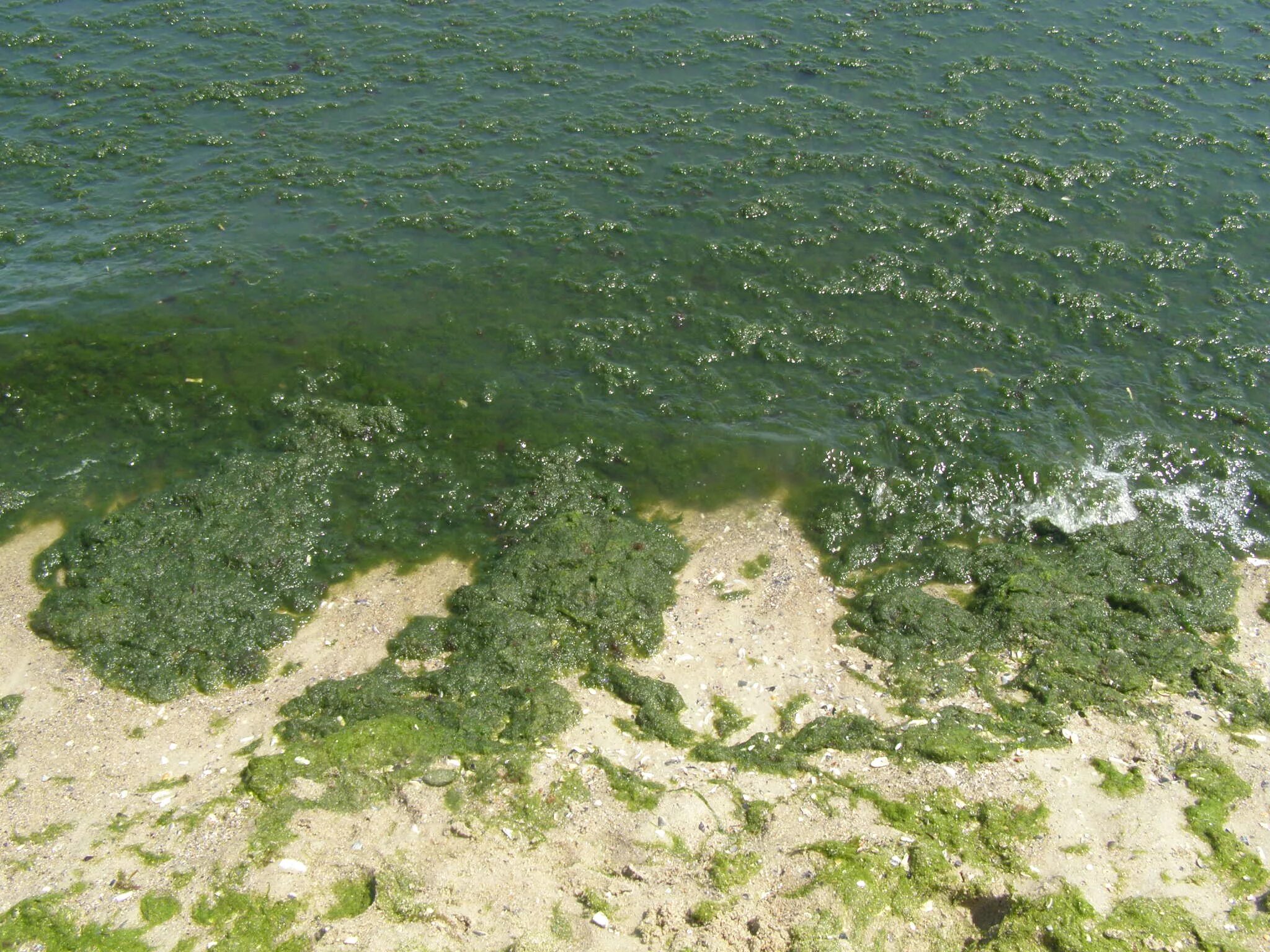 Водоросли в анапе. Цветение водорослей в Анапе.