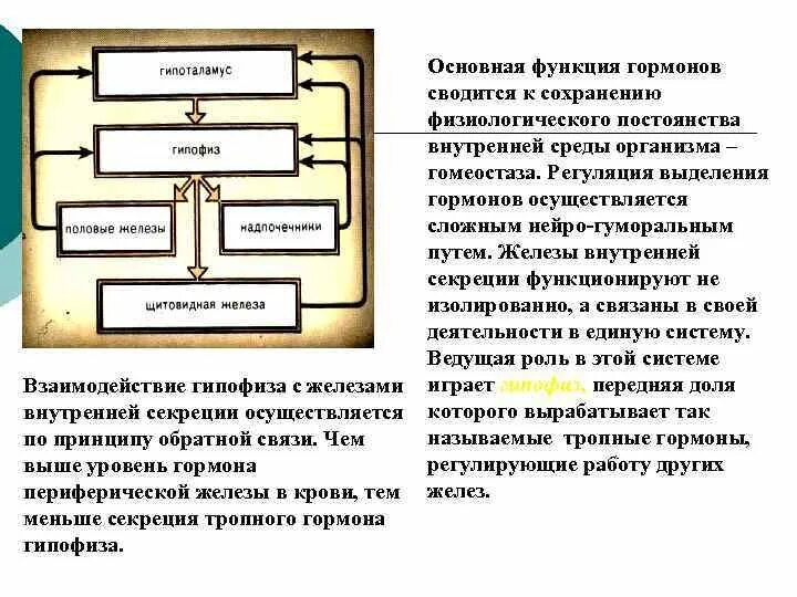 Регуляция выделения гормонов. Общие принципы регуляции желез внутренней секреции.. Основные функции гормонов. Гормоны плакат.