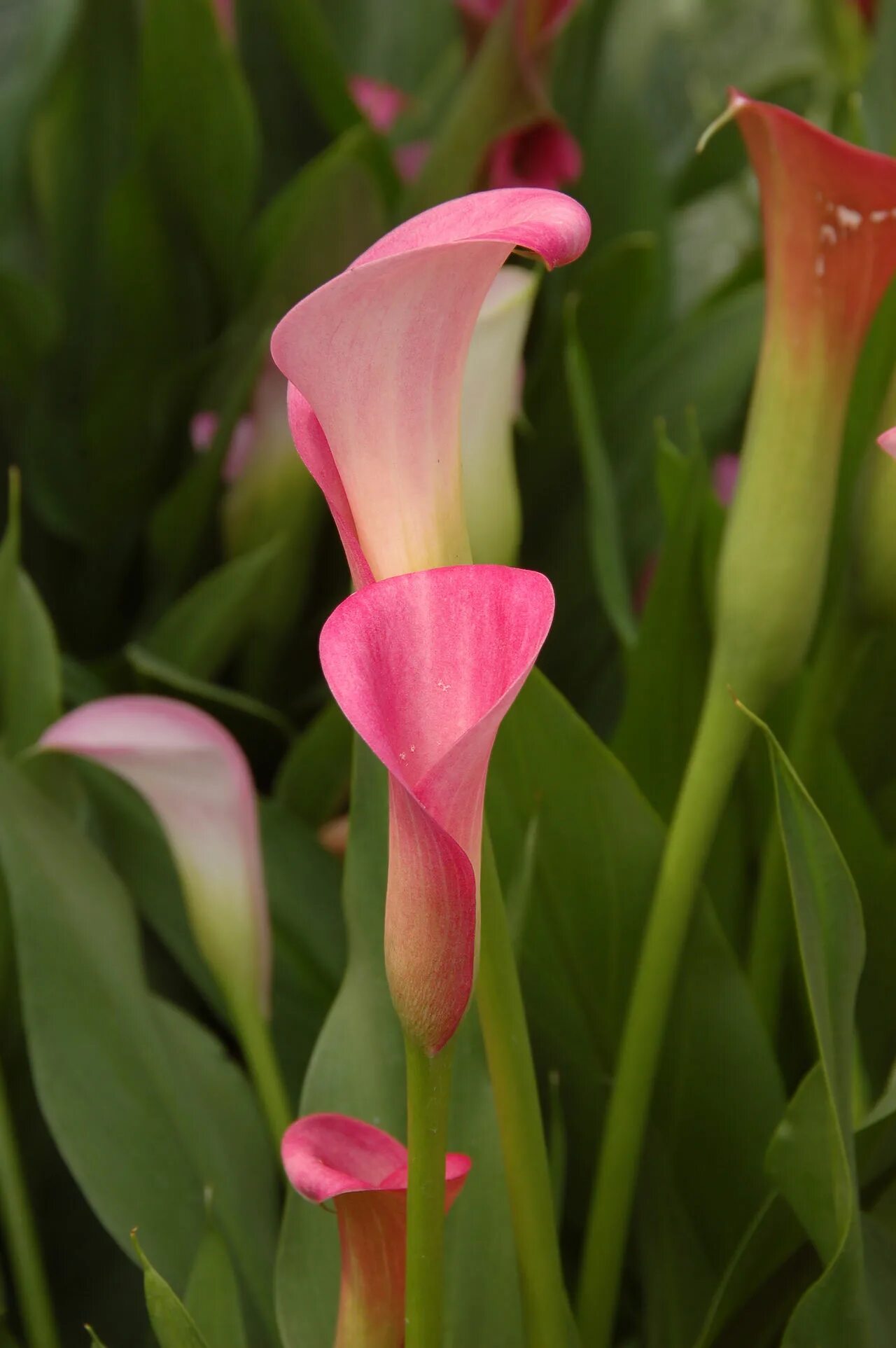 Калл разного цвета. Калла эфиопская зантедеския. калла rehmannii. zantedeschia rehmannii. калла парфайт.