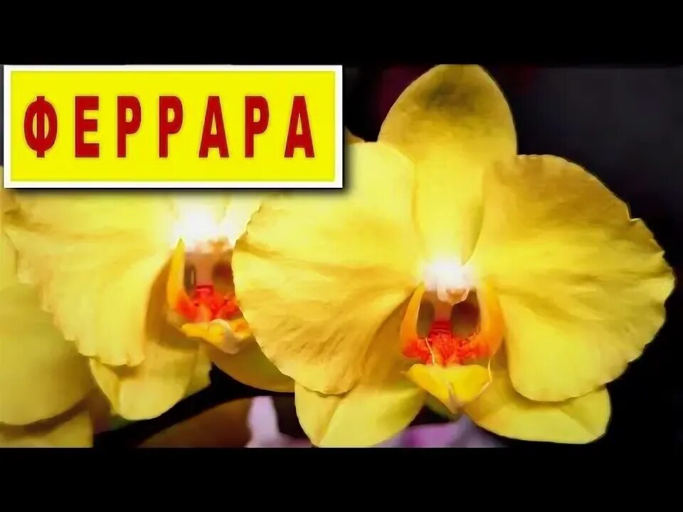 Орхидея Феррара: фото, описание фаленопсиса Ferrara, уход
