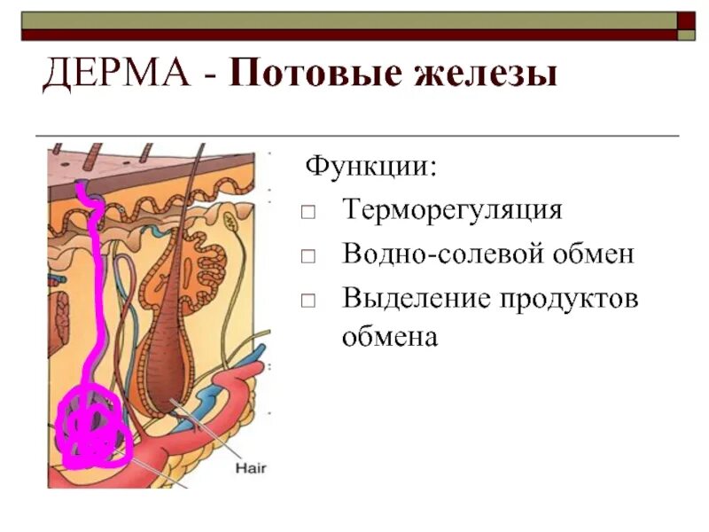 Функция железы кожи человека. Потовые железы функции. Строение потовой железы. Потовые железы строение и функции.