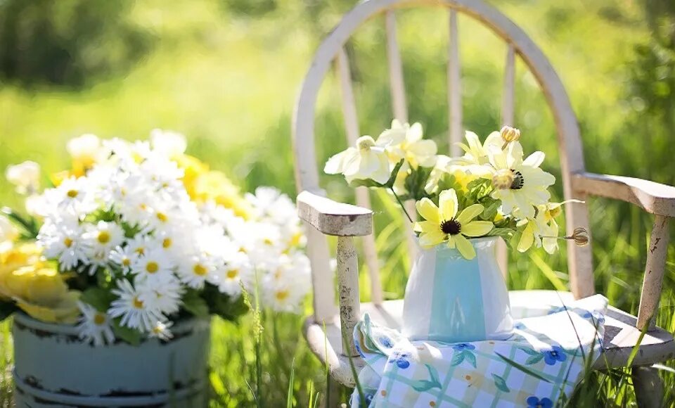 Рабочий стол настроение. Летние цветы. Летнее утро. Утренние цветы. Нежные летние цветы.