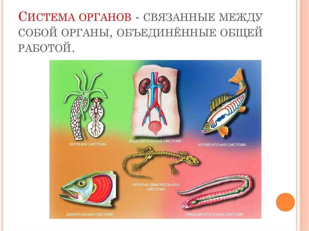 Система органов 7 класс. Органы животных. система органов животного. системы органов животных схема. биология системы органов животных.