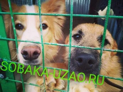 Приют щербинка