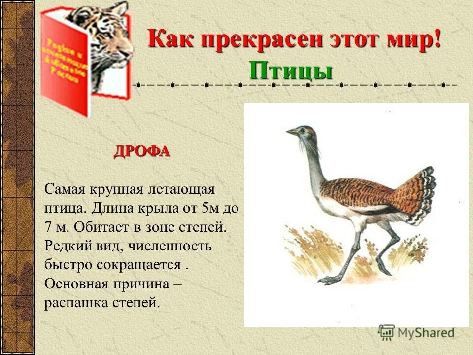 дрофа птица. дрофа дудак птица-. арчибальд торберн. дрофа.