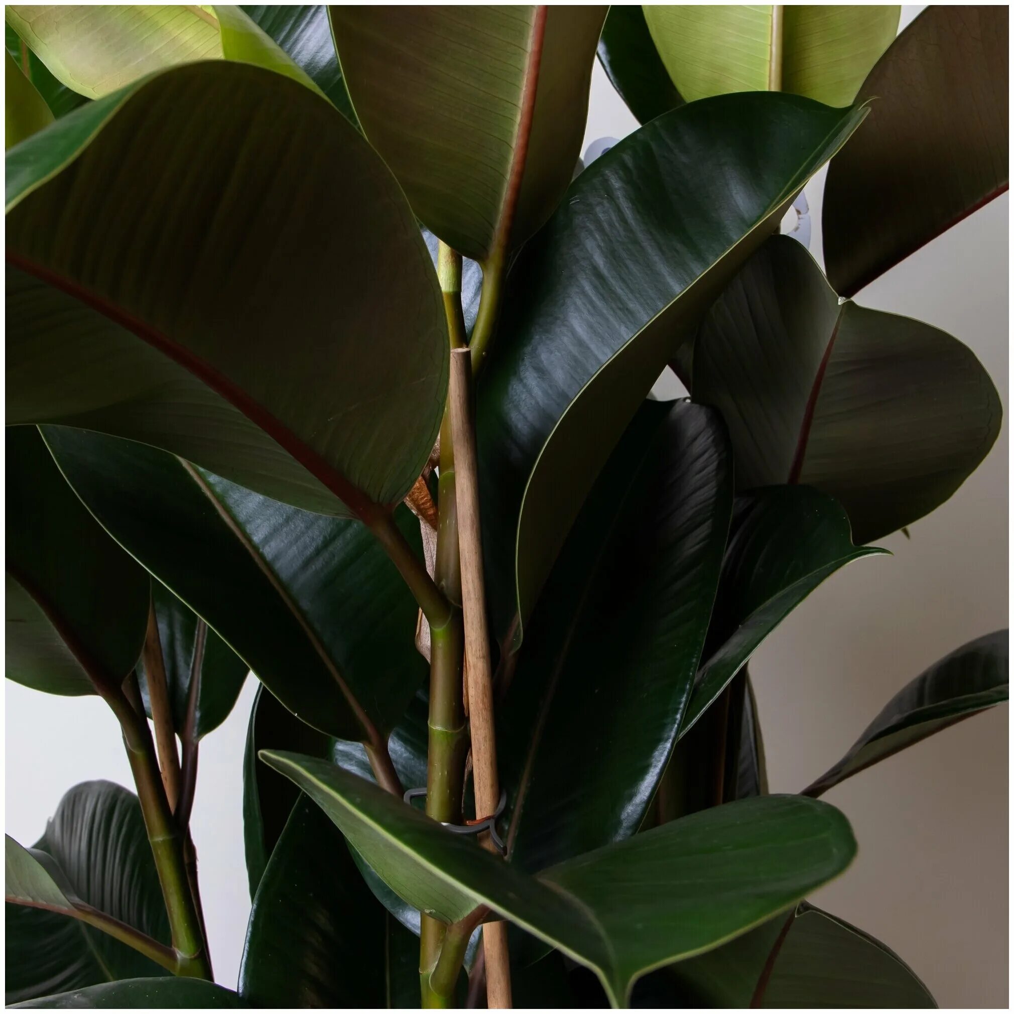 Эластика робуста. Фикус elastica robusta. Фикус эластика руби. Фикус каучуконосный робуста. Фикус каучуконосный.