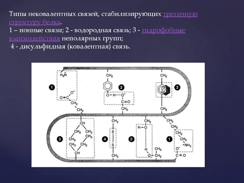 Устойчивость третичной структуры обеспечивается