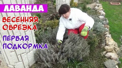 Чем подкормить лаванду весной для пышного цветения