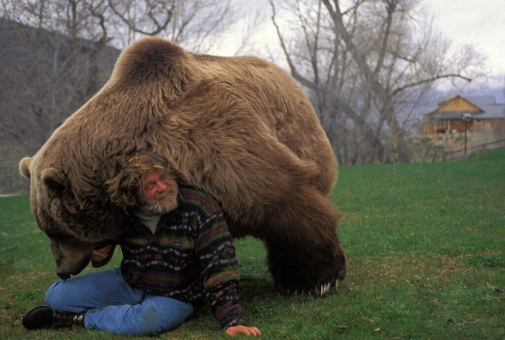 Какой медведь сильнее. Медведь Кадьяк барт. Бурый медведь Кадьяк. Большой бурый медведь Кадьяк. Медведь Кадьяк самый большой.
