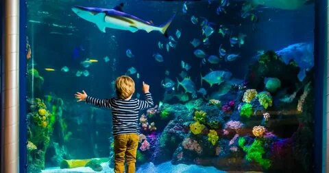 Жизнь моря морская жизнь