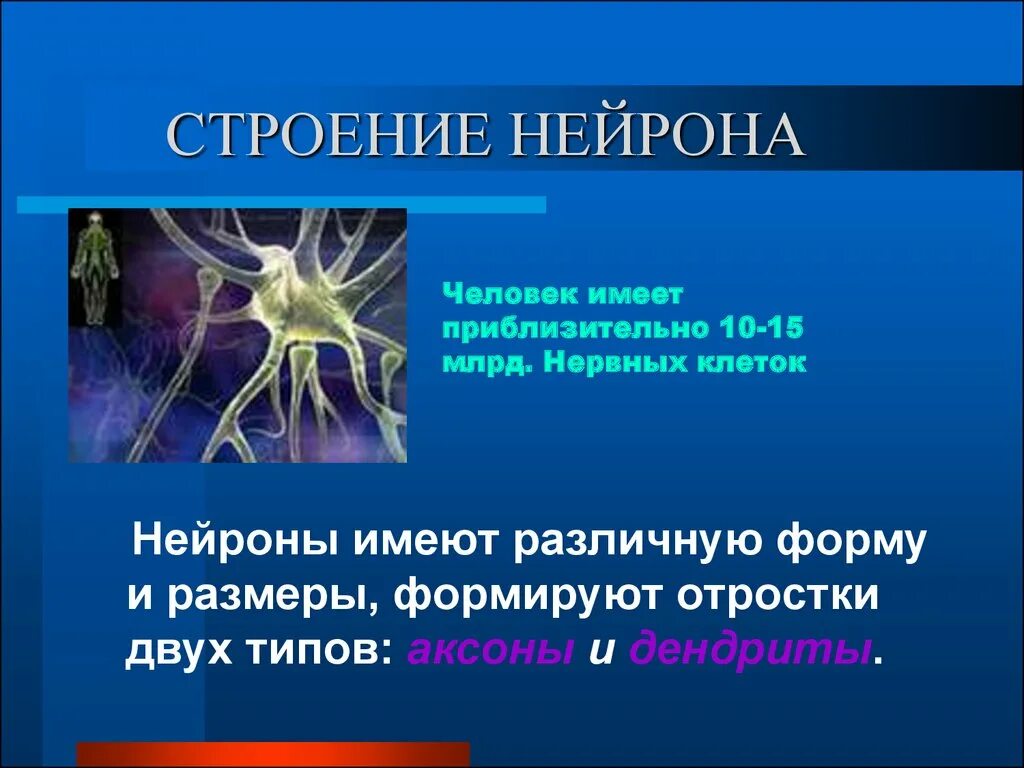 Нервная система Нейрон. Строение нервной клетки человека. Структура и функции нейронов. Строение нейрона.