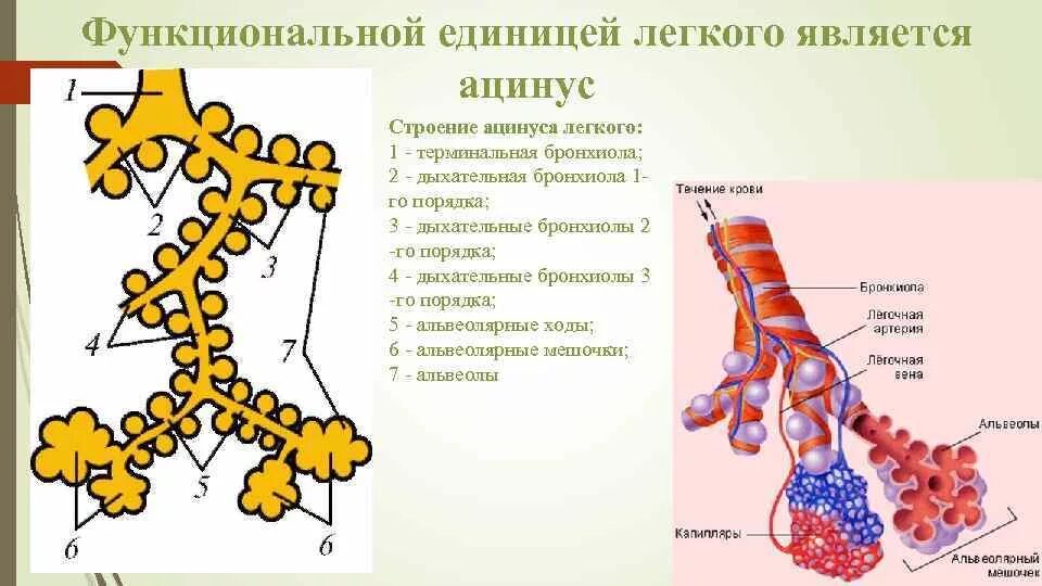 Альвеолярные пузырьки у млекопитающих находятся в. Ацинус структурно функциональная единица легких. Схема строения легочного ацинуса. Структурно-функциональная единица легкого ацинус схема. Строение структурно-функциональной единицы легкого ацинуса.