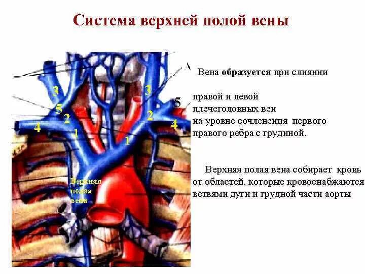Верхняя и нижняя полая вена. Верхняя и нижняя полая вена