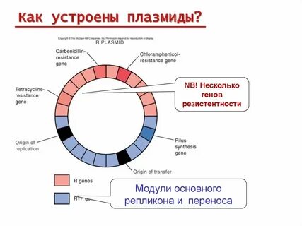 Плазмидная днк бактерий