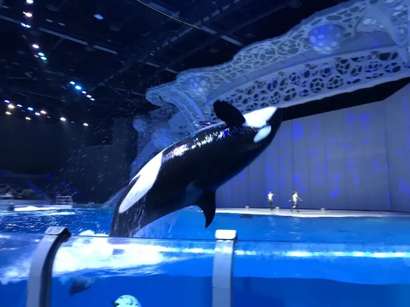 океанариум шоу. москвариум на вднх касатки. шоу сон в летнюю ночь в москвариуме. океанариум шоу. москвариум на вднх 2022.