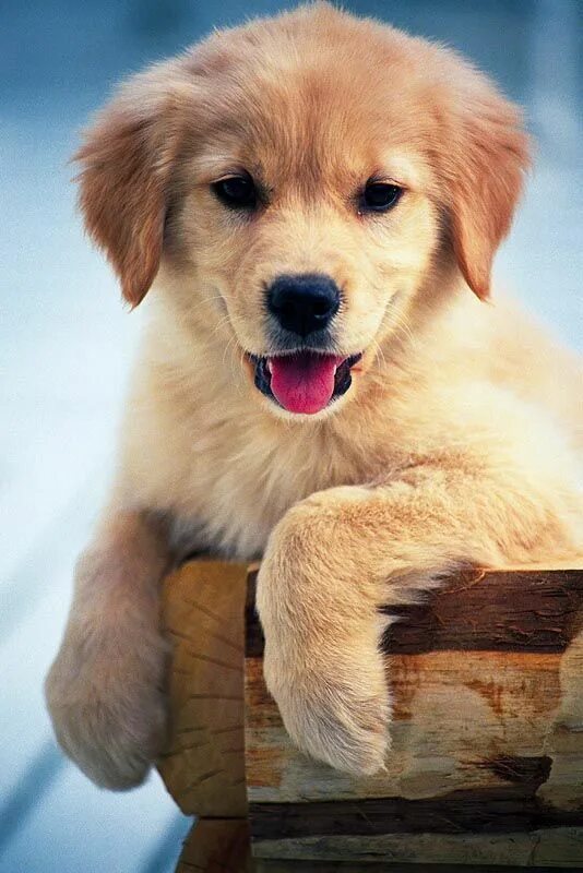 Собачка тема. Лабрадором ретриверо щенок. Милый щенок. Фон собаки. Золотистый ретривер карликовый.