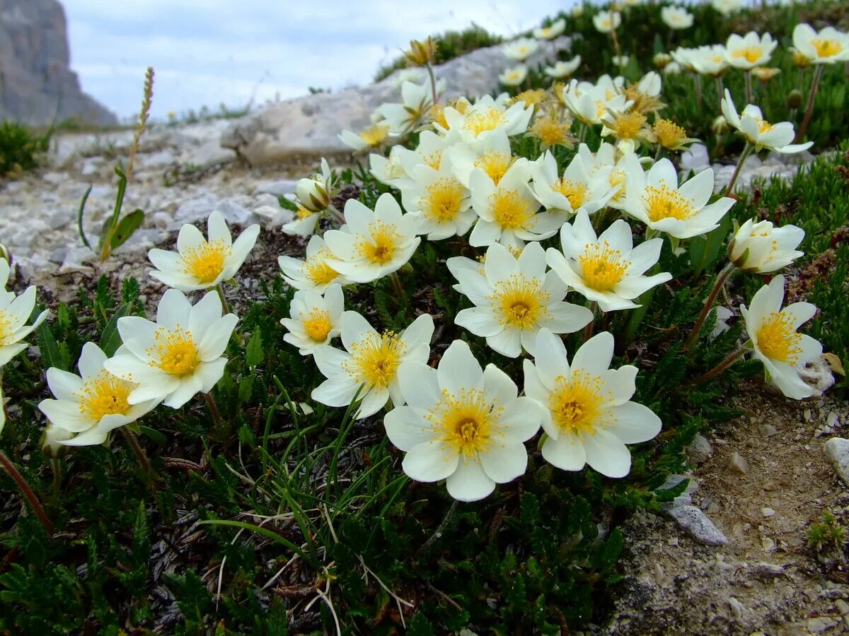 Дриада цветок. Дриада куропаточья трава. дриада восьмилепестковая dryas octopetala. дриада восьмилепестная (driada octopetala). дриада в тундре.