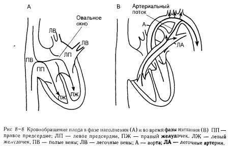 Объем кровотока