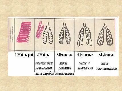 Эволюция дыхательной системы биология 8 класс