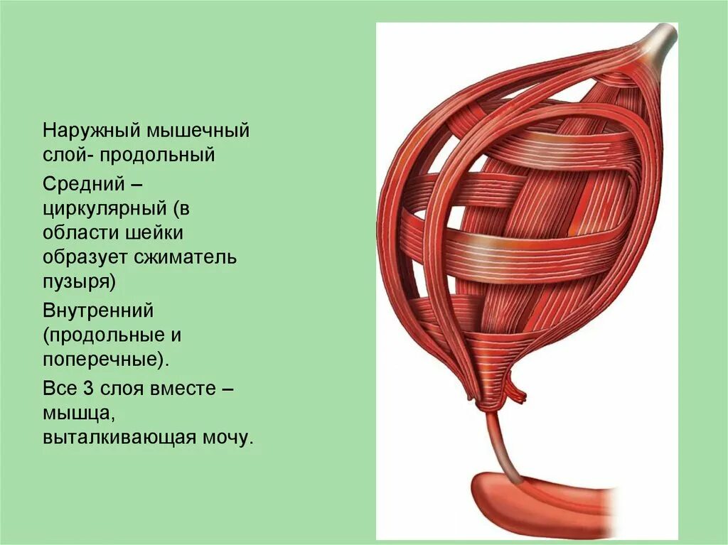 Мышцы мочевого пузыря
