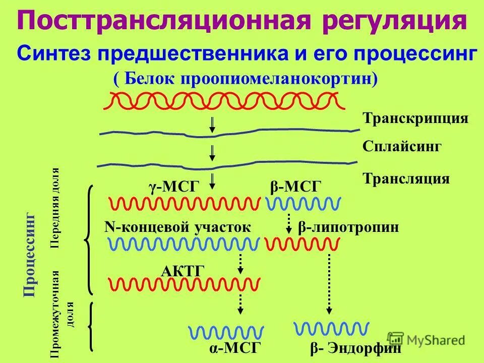 Трансляция уровень организации