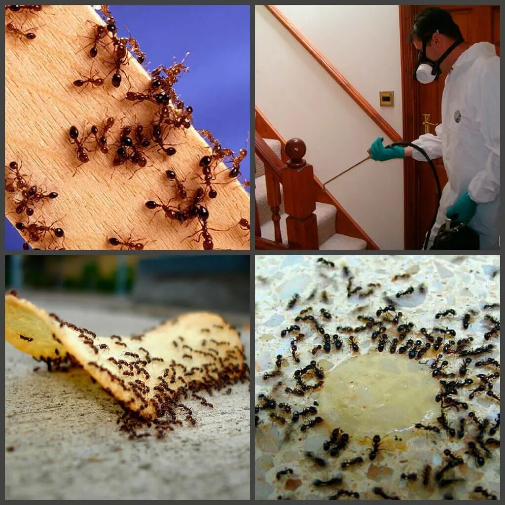 Почему появляются муравьи. Домашние муравьи. Уничтожение муравьёв. Муравьи в квартире. Маленькие муравьи.