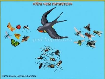 Чем питаются перелетные птицы