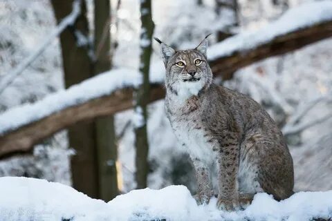 Снежная рысь