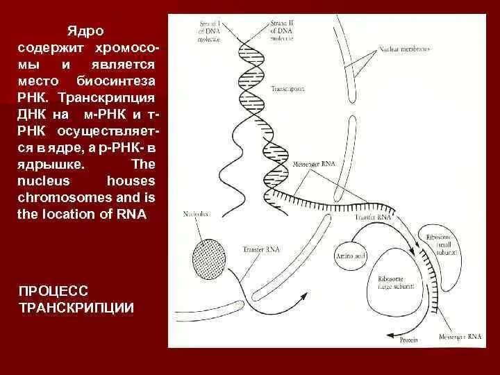 Транскрипция в ядре клетки. Информационная РНК В ядре клетки. РНК В ядрышке. Ядро содержит ДНК.