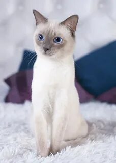 Окрас сиамских кошек