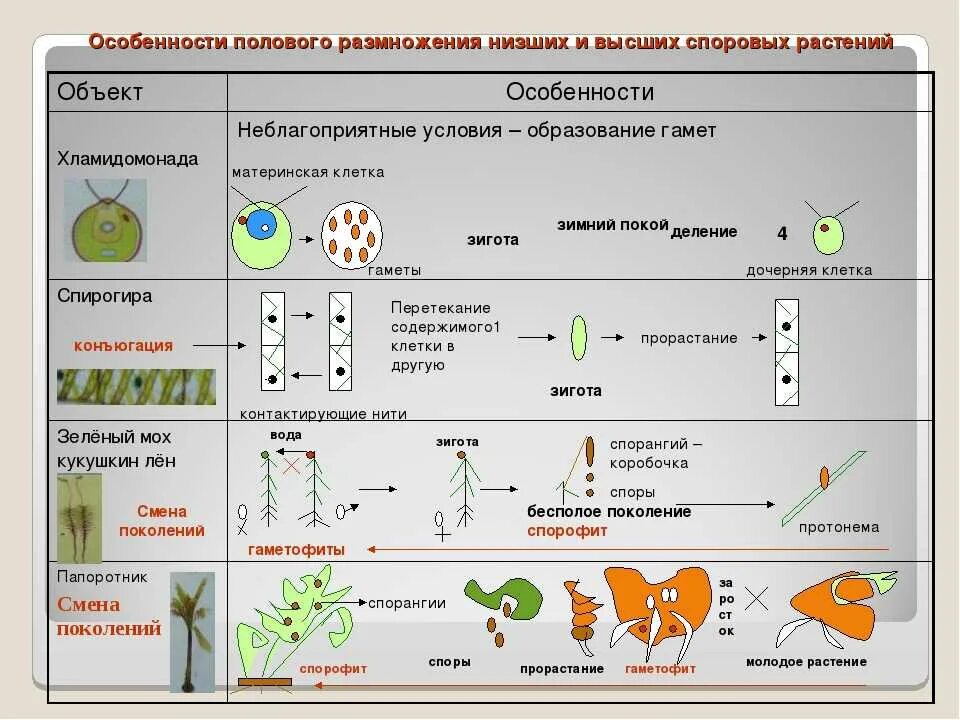 Урок размножение 9 класс