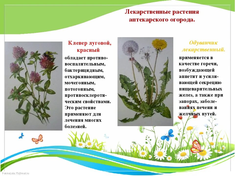 Характеристики травы Клевер. Лечебные растения Луга. Сообщение о лекарственном растении Луга. Растения Луга доклад Клевер