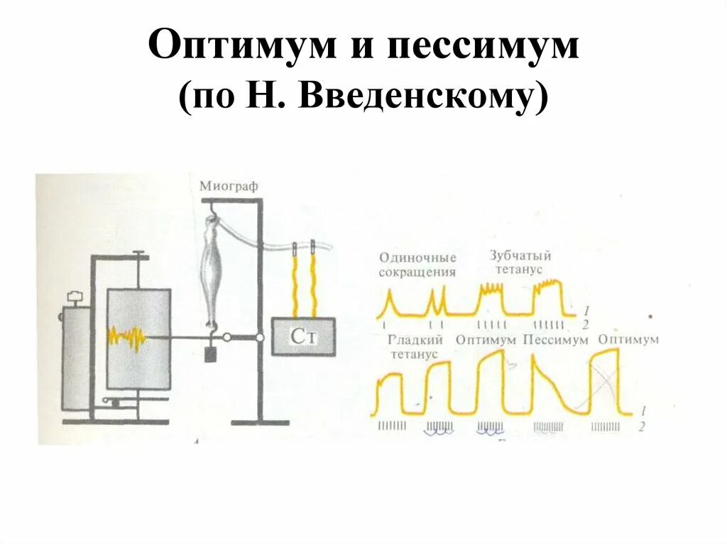 Оптимум и пессимум частоты раздражения. Оптимум и пессимум частоты раздражения