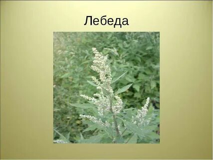 Лебеда аллергия