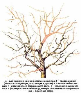 Обрезка деревьев плодовых весной для начинающих яблони