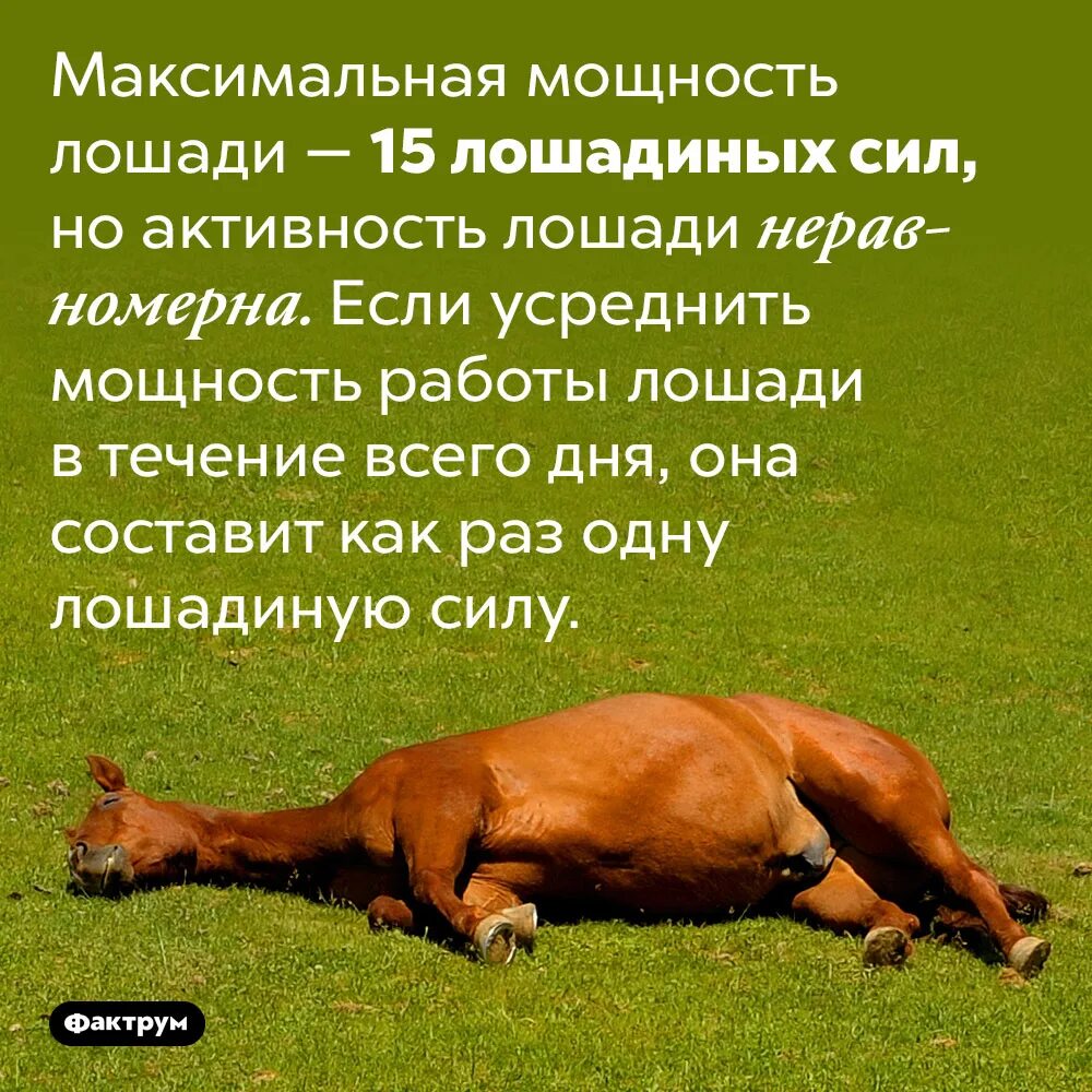 Сколько мощность лошади. Лошадиная сила для лошадей. Мощность лошади. Сила лошади в лошадиных силах. Сколько лошадиных сил в лошади.