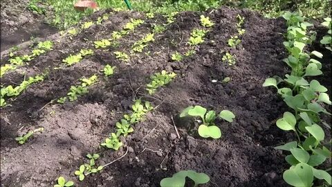 Свекла через сколько дней всходит после посадки