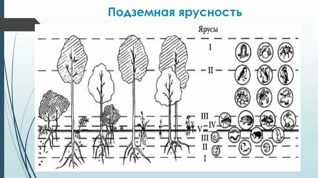 Сходства и различия надземных и подземных ярусов. Ярусность надземная и подземная. Подземная ярусность растений. Схема ярусность растений. Подземные ярусы леса.