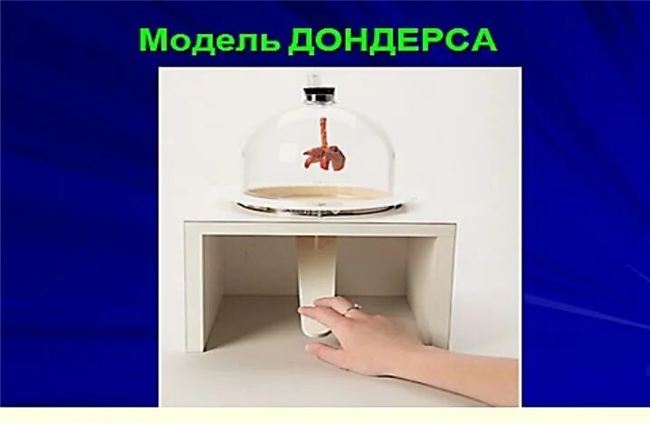 Как сделать модель дондерса. Как сделать модель дондерса