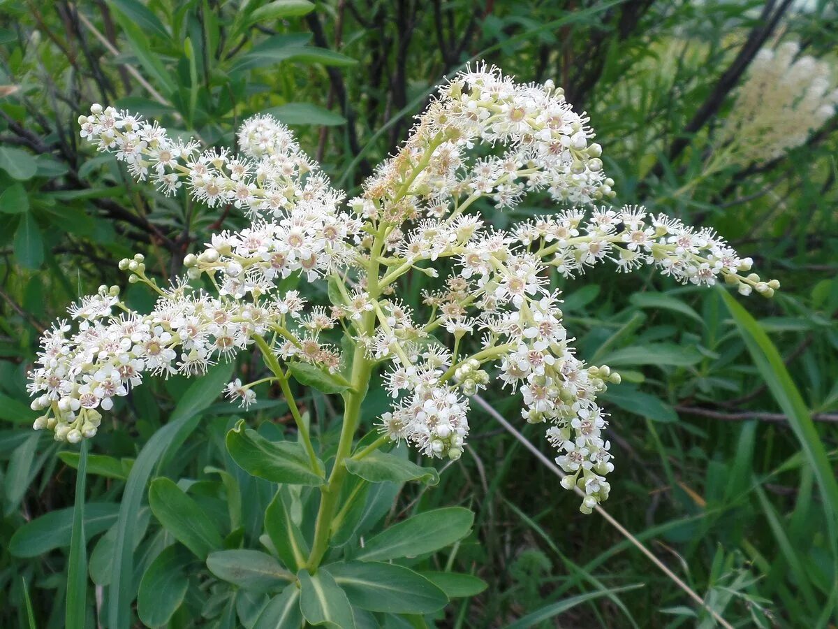 Sibiraea laevigata. Сибирка (растение). Сибирка (растение). Sibiraea laevigata. Сибирка алтайская.