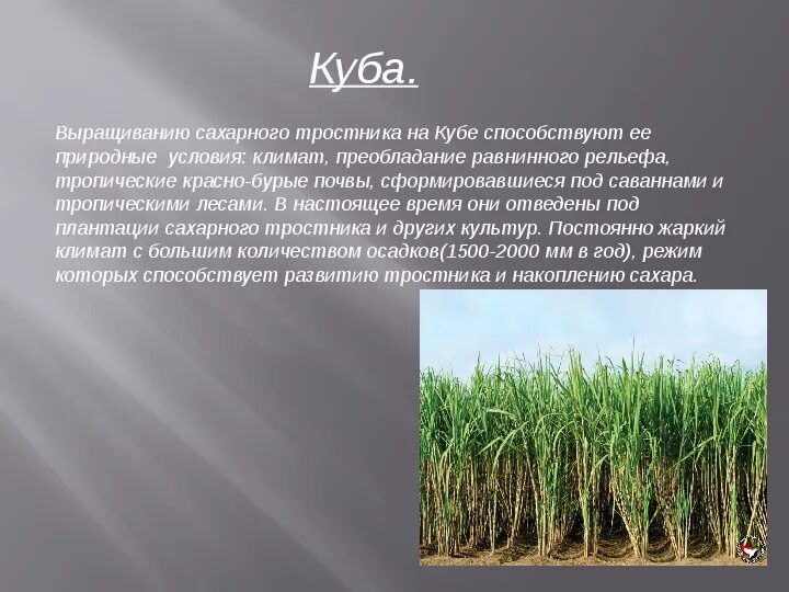 Значение тростника. Условия выращивания тростника. условия произрастания сахарного тростника. выращивание сахарного тростника. как растет сахарный тростник.