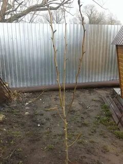 Не просыпается саженец груши