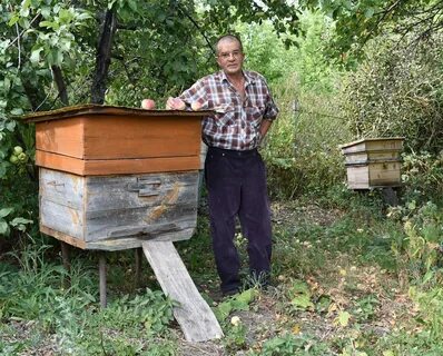 Сохраним пчел
