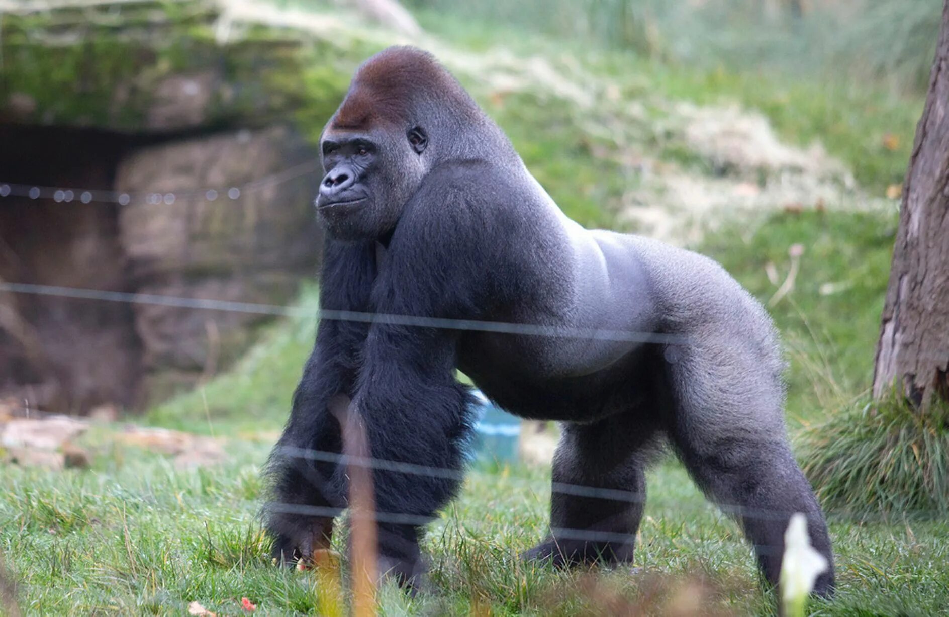 Gorilla animal. Silverback горилла. Горилла горилла горилла. Равнинная горилла. Горилла, самец.