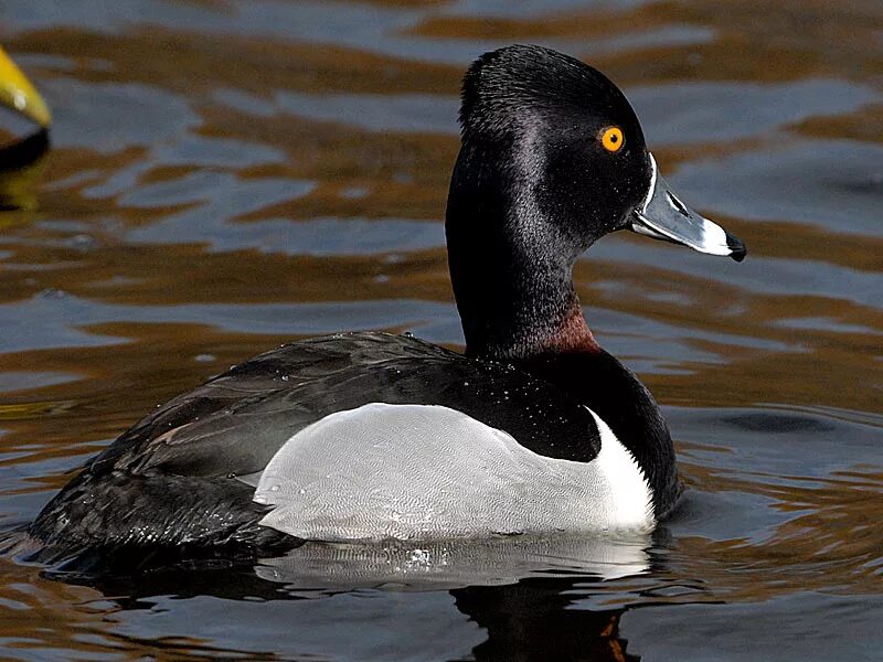 Названия диких уток. Породы диких нырковых уток. Как называется утка. Руанская утка. Утка мандаринка.