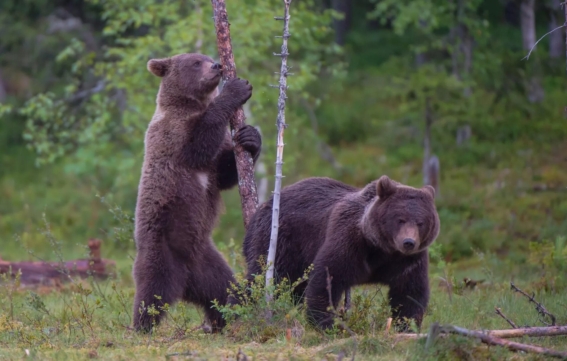 Жизнь медведей в лесу. Бурый медведь. Бурый медведь с медвежатами. Бурый медведь в лесу. Медвежонок в лесу.